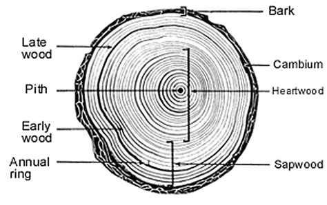 graph, cross section tree | Inspiration - Trees, cross sections in 2018 ...