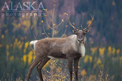 Even-toed Ungulates of Alaska - Alaska.Guide