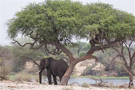 Conservation of the African Elephants and communities