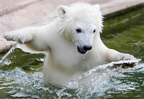 Polar Bear Cub, taking his first swim at Germany's Nuremberg Zoo | Baby polar bears, Polar bear ...