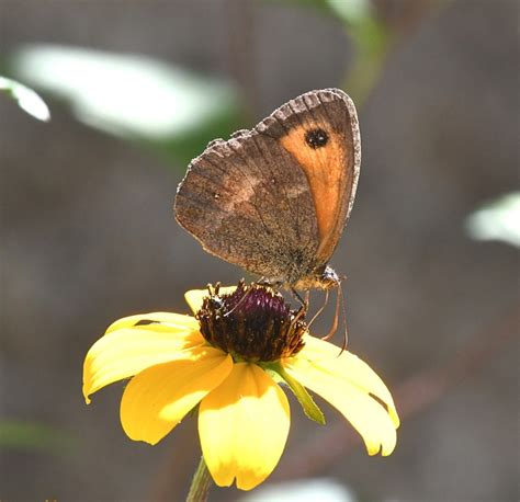 Butterfly Pollination Flower - Free photo on Pixabay - Pixabay