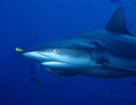 Gray Reef Shark | Wildlife | The Wildlife