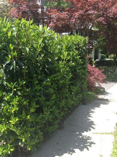 Viburnum awabuki 'Chindo' makes a great hedge or privacy barrier. I am going to use this fo ...