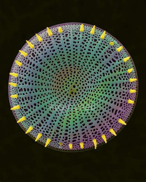 Centric fossil diatom frustule — bacillariophyceae, stephanodiscus - Stock Photo | #161674134