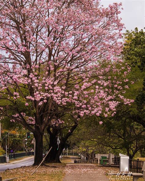 TABEBUIA - Nature Nursery - Central India's Biggest Nursery in Indore