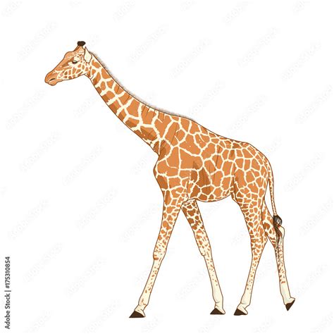 Giraffe adult exotic mammal realistic detailed drawing. African savanna animal with long neck ...