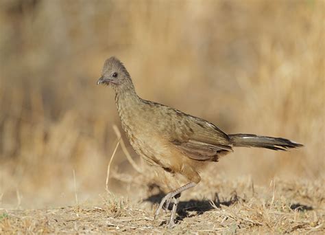 Birds: Plain Chachalaca