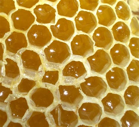 Honeycomb Structure Is Space-Efficient and Strong — Biological Strategy ...