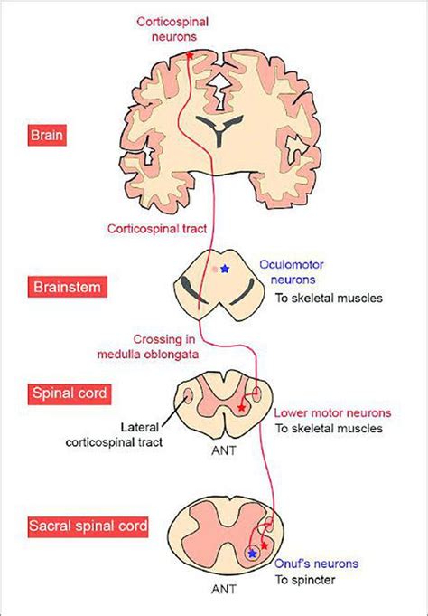 Corticospinal tract - MEDizzy