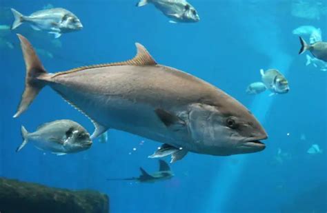 Bluefin Tuna - Description, Habitat, Image, Diet, and Interesting Facts