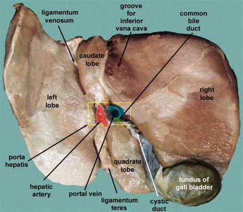 Porta hepatis - Anatomy, Location, Function and Pictures