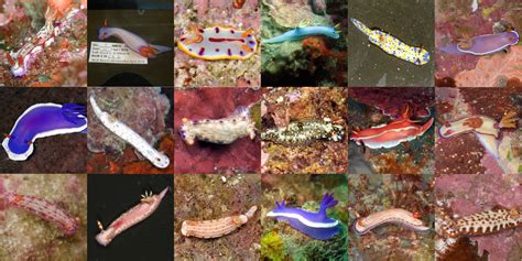 17 new brilliantly colored species of sea slugs described