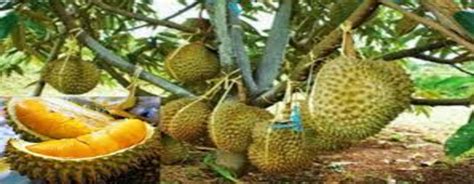 Jual Kebun Durian Montong 1,65 Ha Cuma 750 juta - Perumahan Syariah - Perumahan Syariah