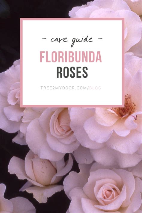 Floribunda roses care guide – Artofit