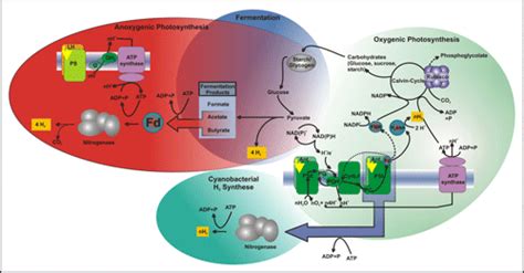 Biohydrogen