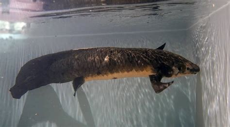 Meet Methuselah, the oldest living aquarium fish | Technology News ...