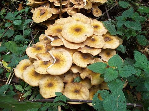 Tree Diseases: Honey Fungus (Armillaria) - Iron Tree - Tree Knowledge Base