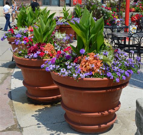 Container Gardening for Full Sun: Beautiful Summer Annuals