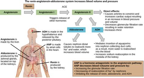 Hormonal Control of Osmoregulatory Functions · Biology