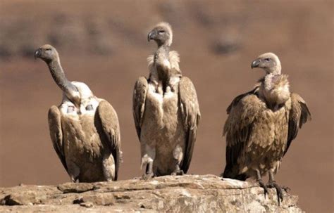 The Biomimicry Manual: What can Vultures Teach Us About Sterilization ...