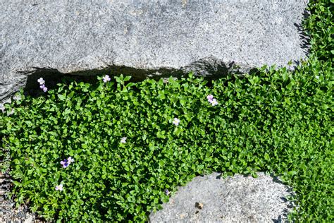 Purple Rock Cress ground cover growing around a flat rock, as a nature ...