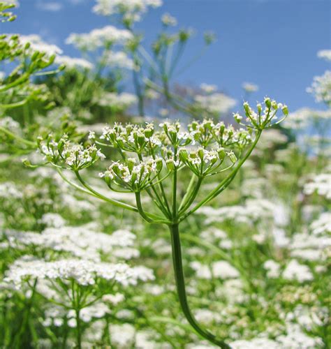 How to Grow Cumin from Seeds – West Coast Seeds