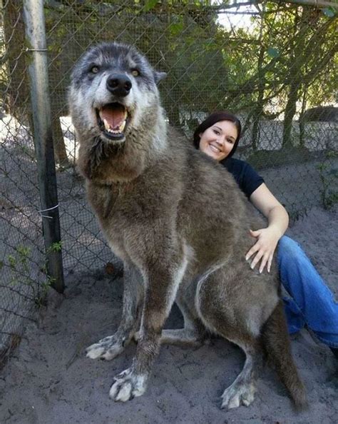 Biggest Wolf: HumanForScale : r/HumanForScale