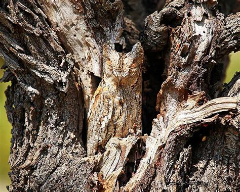 Animal Camouflage: Can you spot hidden animals in these photographs?