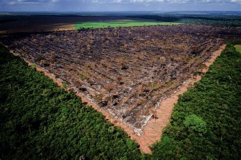 Record deforestation in the Amazon rainforest confirms official ...