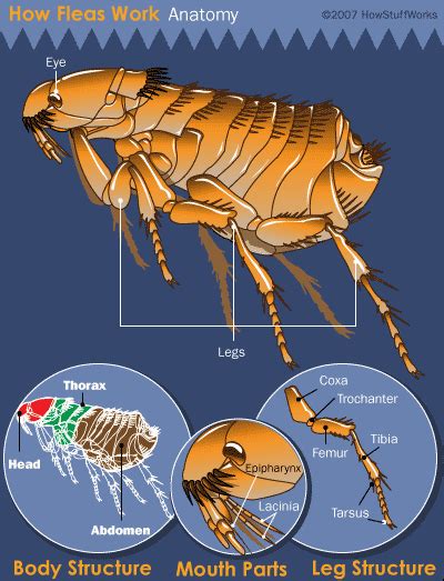 Flea Anatomy | HowStuffWorks