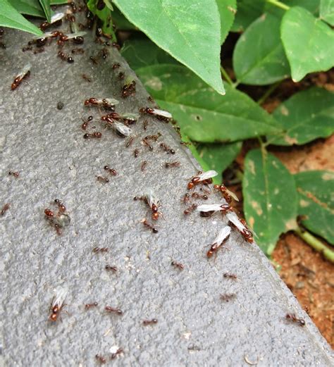 Bug Eric: Flying Ants