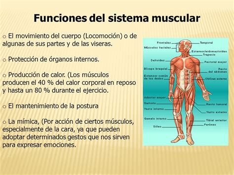 Sistema Muscular Concepto Funciones Partes Y Enfermedades | Images and Photos finder