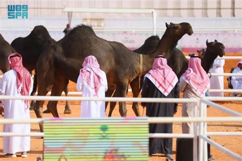 Camel Festival aims to bring “Glory to its People”