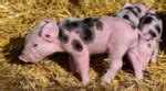 Intensive Pig Farming Advantages, Disadvantages | Agri Farming