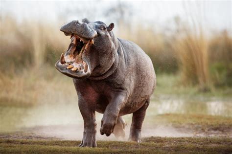 'Beast' Hippo Attacks Man, Bites Large Chunk of Flesh From His Shoulder