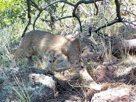 Study Shows Human Activity Impacts Bobcat Behavior | Northern Today