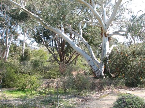 Australian National Botanic Gardens, Canberra - Trevor's Travels