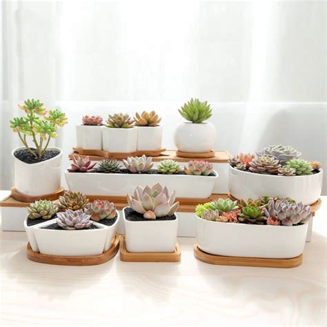 80 Mini Succulents Pots Arrangement Tips to Make It More Beauty ...