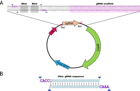 Plasmidial system to express CRISPR/Cas9 system. (A) CRISPR/Cas9 ...