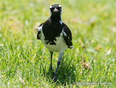 Australian Magpie Lark, Mudlark, Pee Wee - Grallina cyanoleuca ...