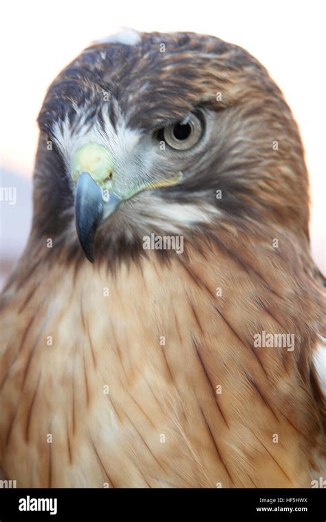 Head of Golden Eagle close-up Stock Photo - Alamy