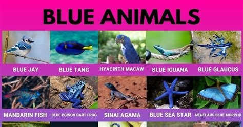 Blue Animals: Names of 25 Strange Blue Animals in the World - Visual ...