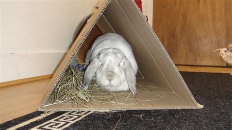 Indoor Housing - Page 2 - Rabbits United Forum | Diy bunny toys, Bunny ...