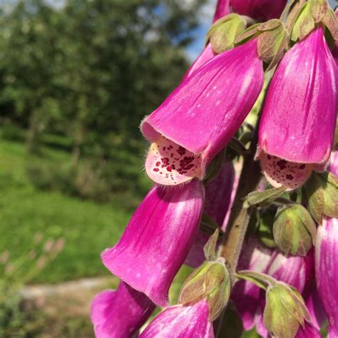 Roter Fingerhut Digitalis purpurea Heilpflanze Bauerngartenstaude