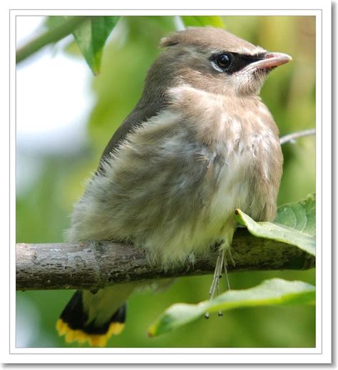 ...portrait of a juvenile cedar waxwing... - a photo on Flickriver