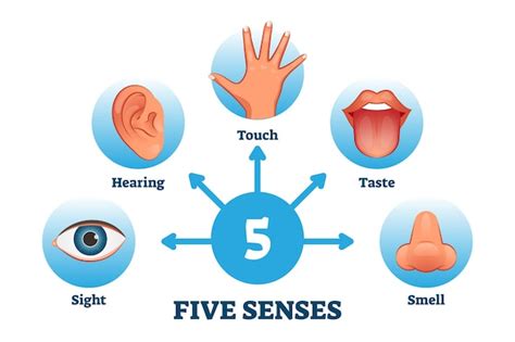 Premium Vector | Set of five senses woman.