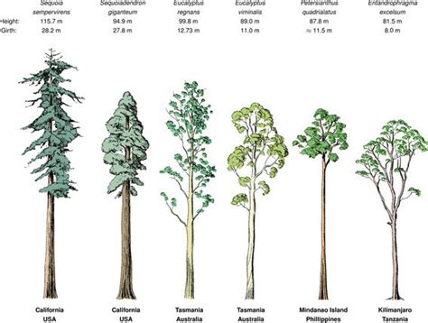 The height, girth, and locations of some of the world’s tallest tree... | Download Scientific ...