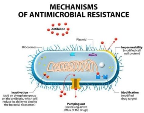 Confronting the Antibiotic Resistance Crisis: Understanding Antimicrobial Resistance and Its ...