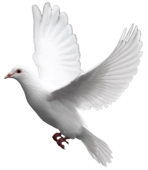 Collection of Pigeons HD PNG. | PlusPNG