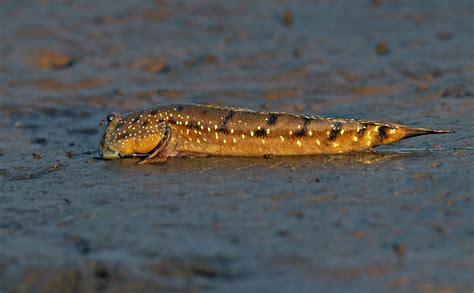 Mudskippers: Facts, Appearance, Amphibious Fish | RoundGlass | Sustain